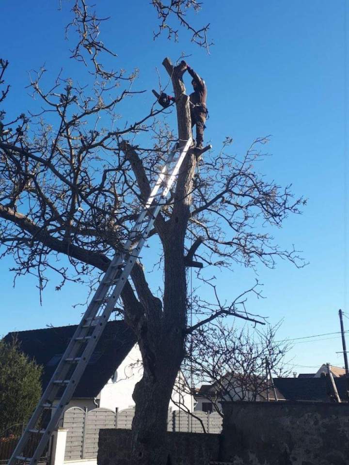 Votre spécialiste en élagage et abattage d’arbres à Conflans-Sainte-Honorine