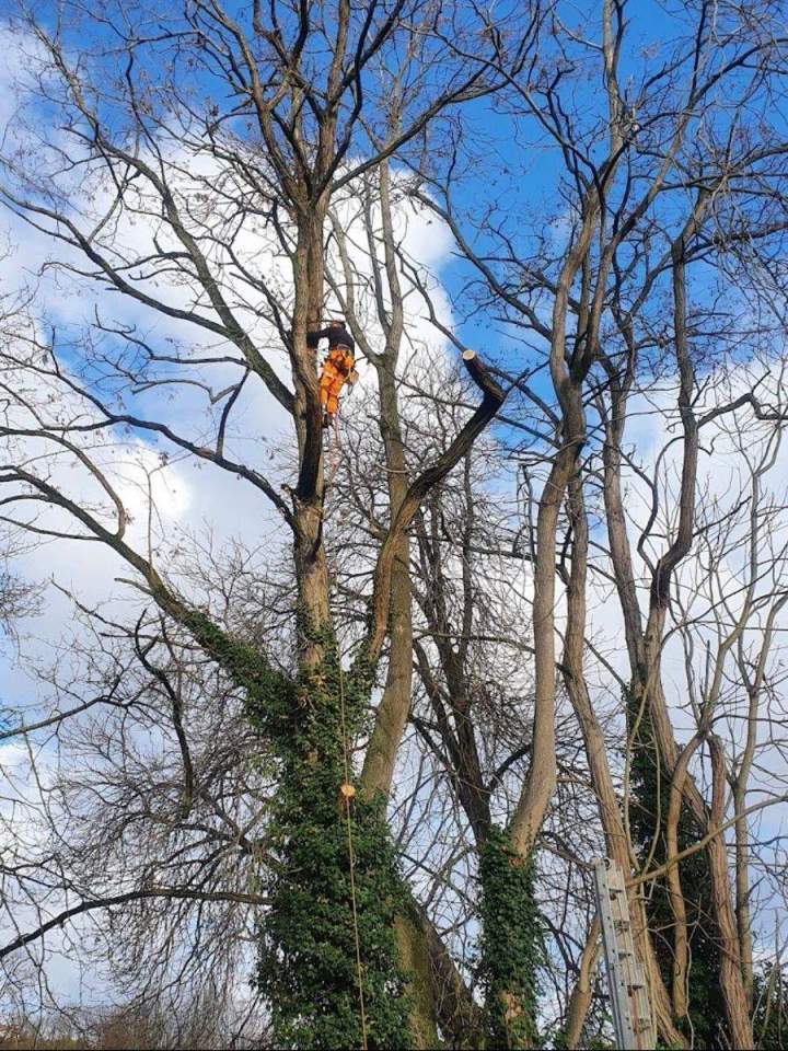 Votre spécialiste en élagage et abattage d’arbres à Conflans-Sainte-Honorine