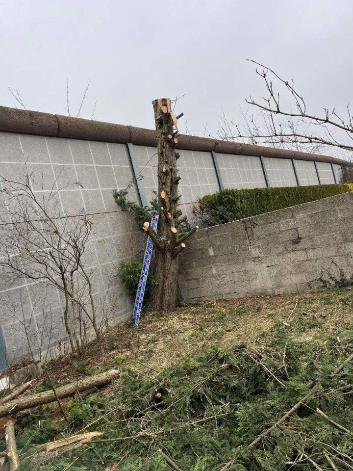 Élagage et abattage Conflans-Sainte-Honorine