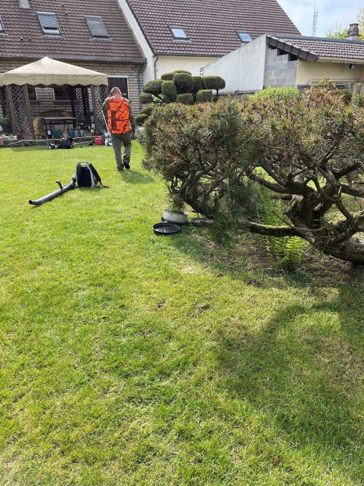 Taille de haie Conflans-Sainte-Honorine